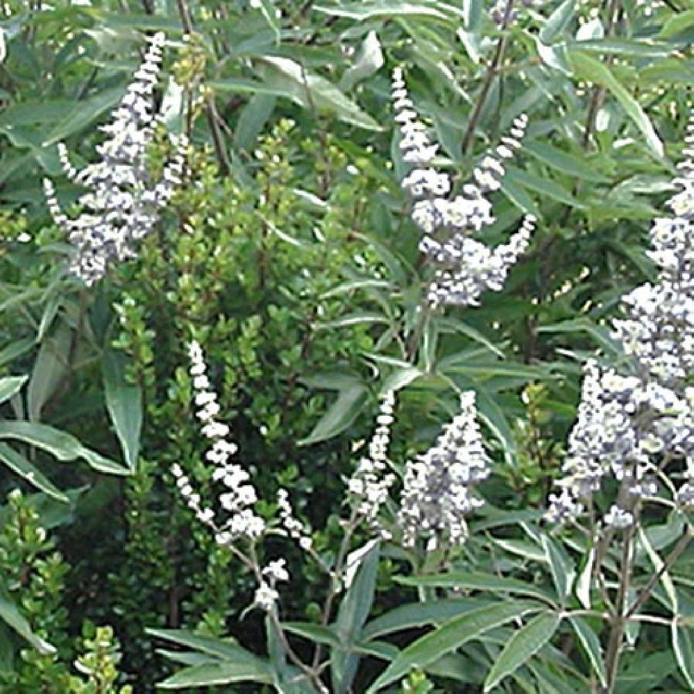 VITEX agnus-castus 'Alba'