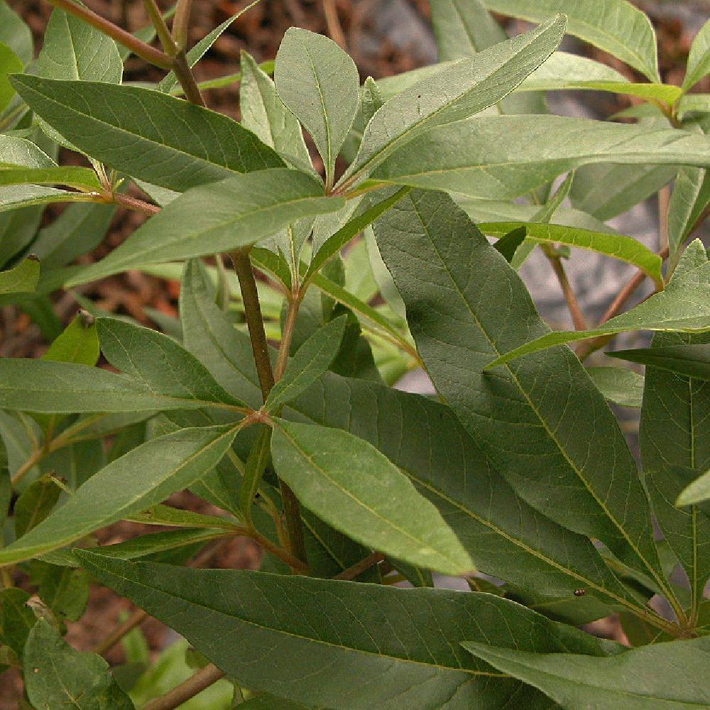 VITEX agnus-castus var. latifolia
