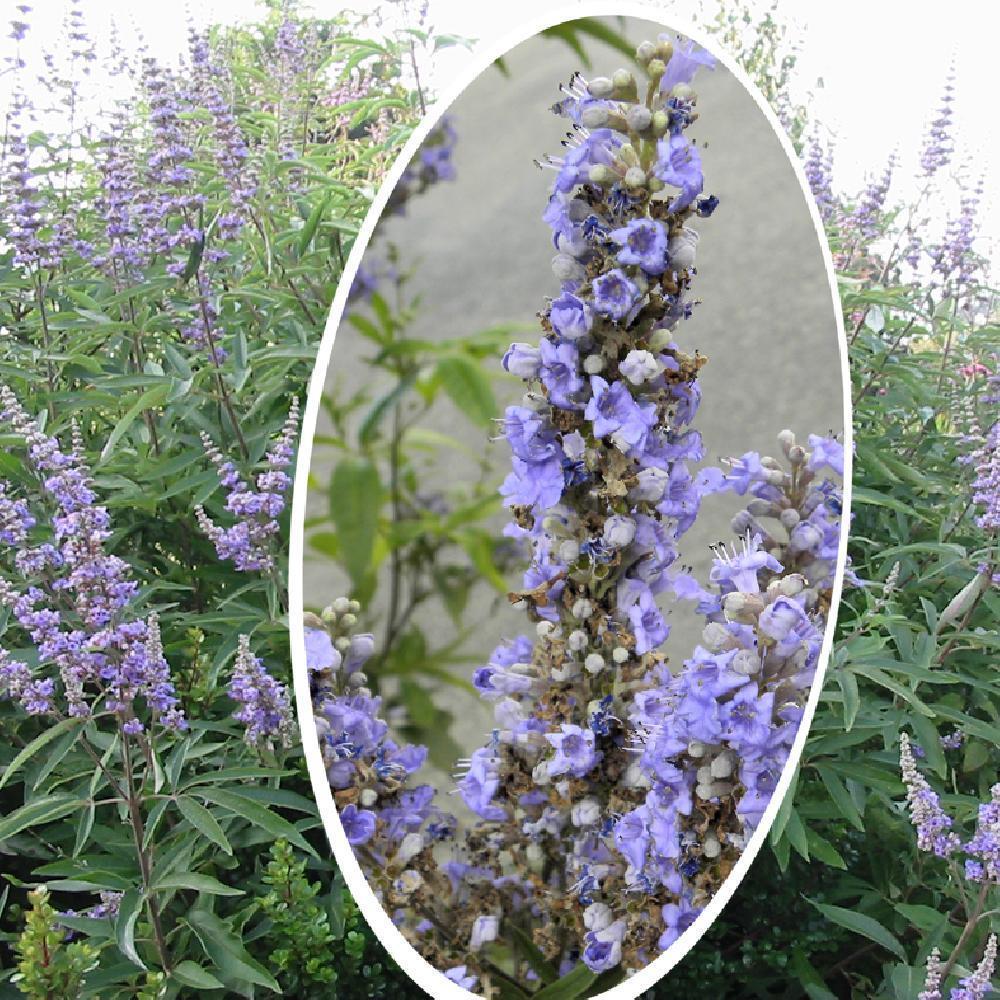 VITEX agnus-castus