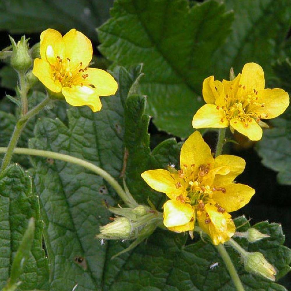 WALDSTEINIA ternata