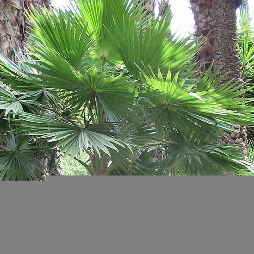 WASHINGTONIA robusta