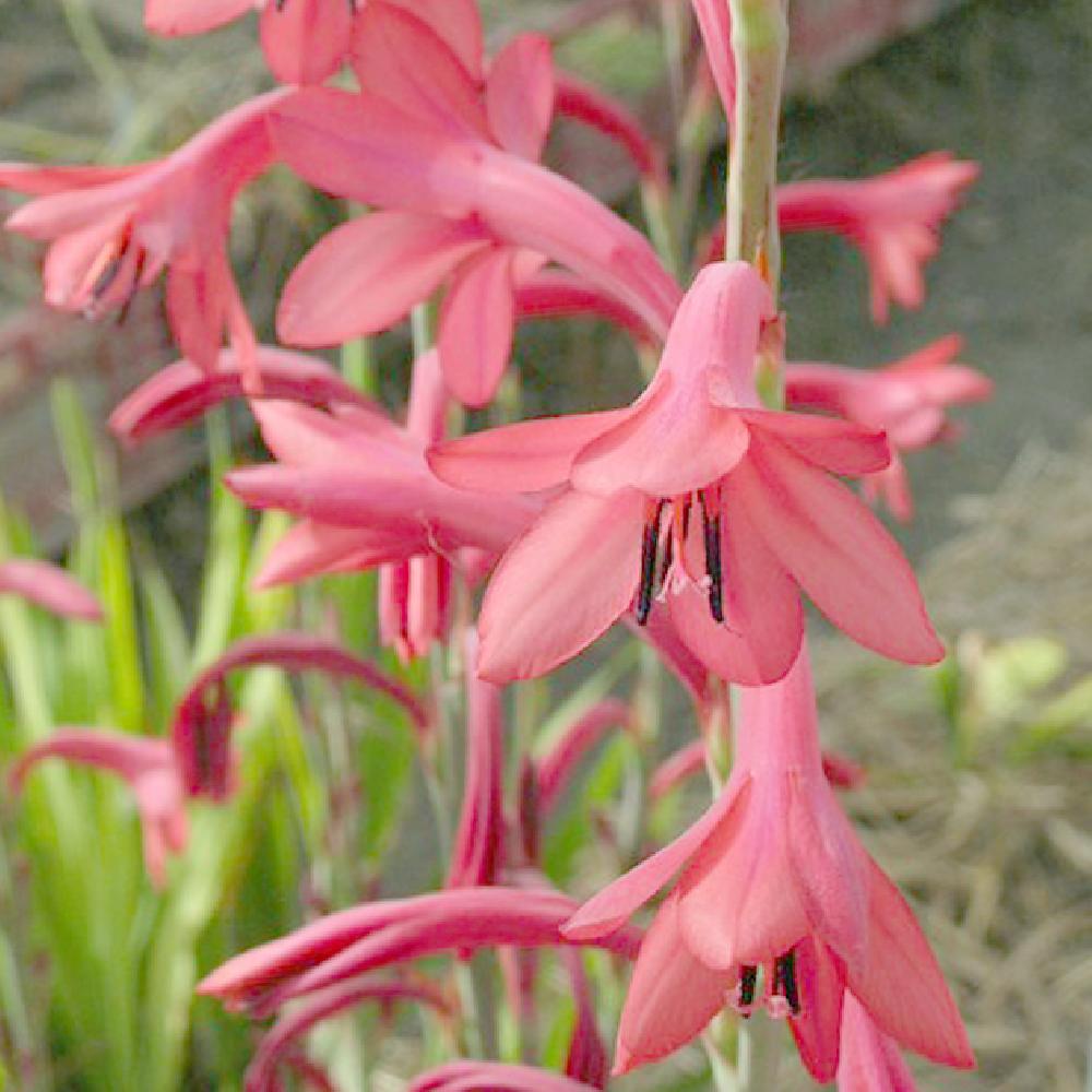 WATSONIA borbonica