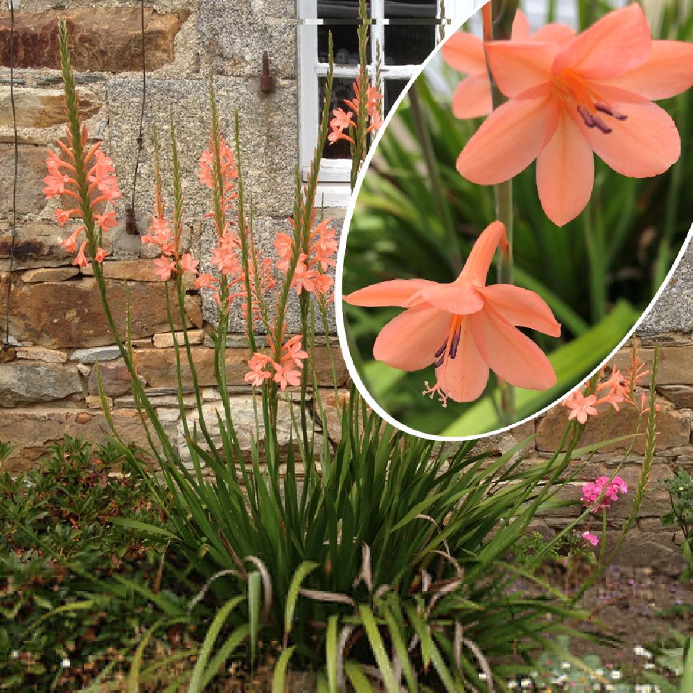 WATSONIA meriana