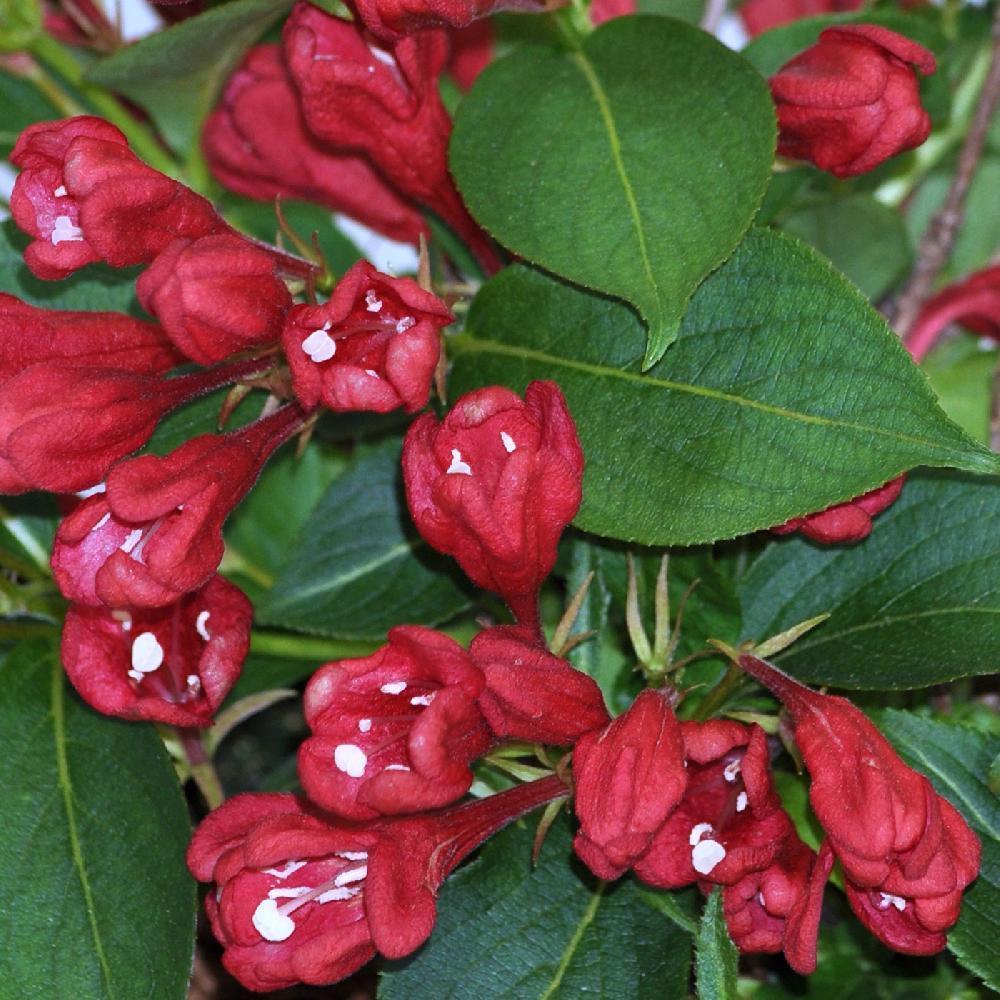 WEIGELA 'All Summer Red' ('Slingco1')