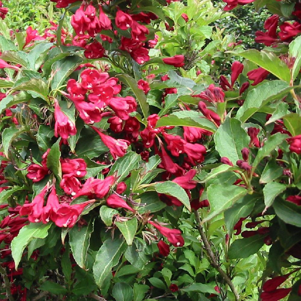 WEIGELA 'Ballet'