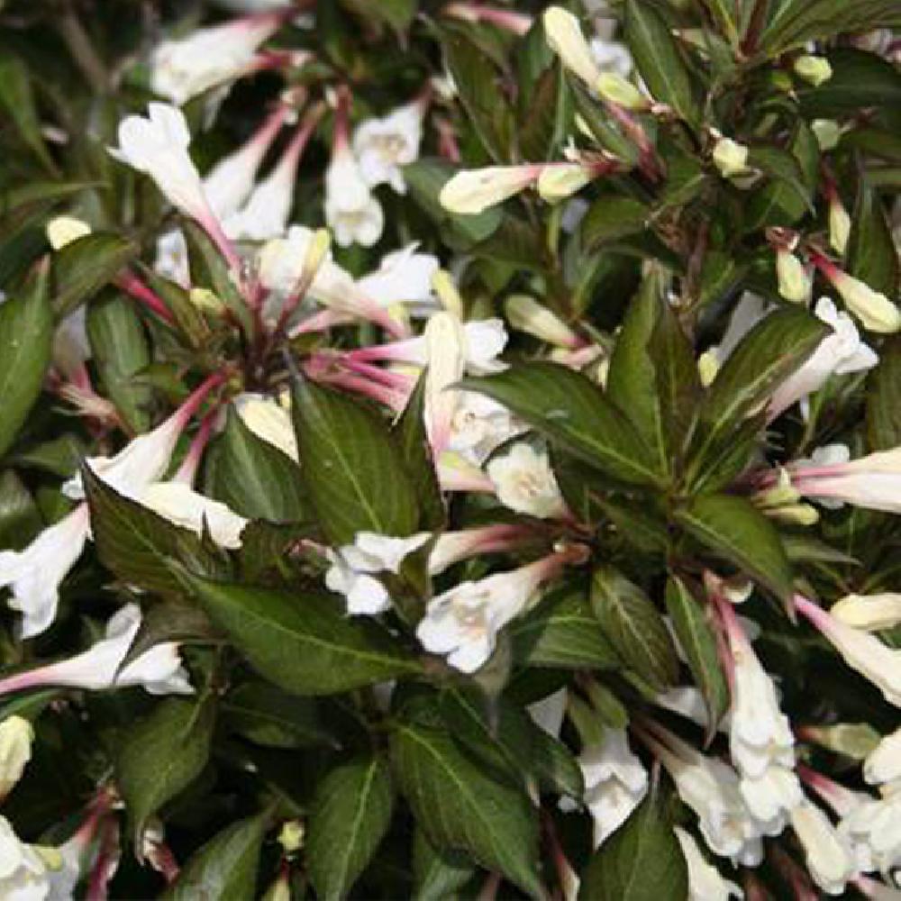 WEIGELA 'Black and White'