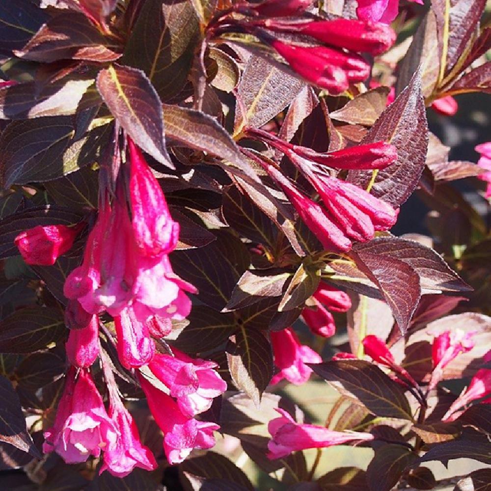 WEIGELA florida ‘Alexandra’