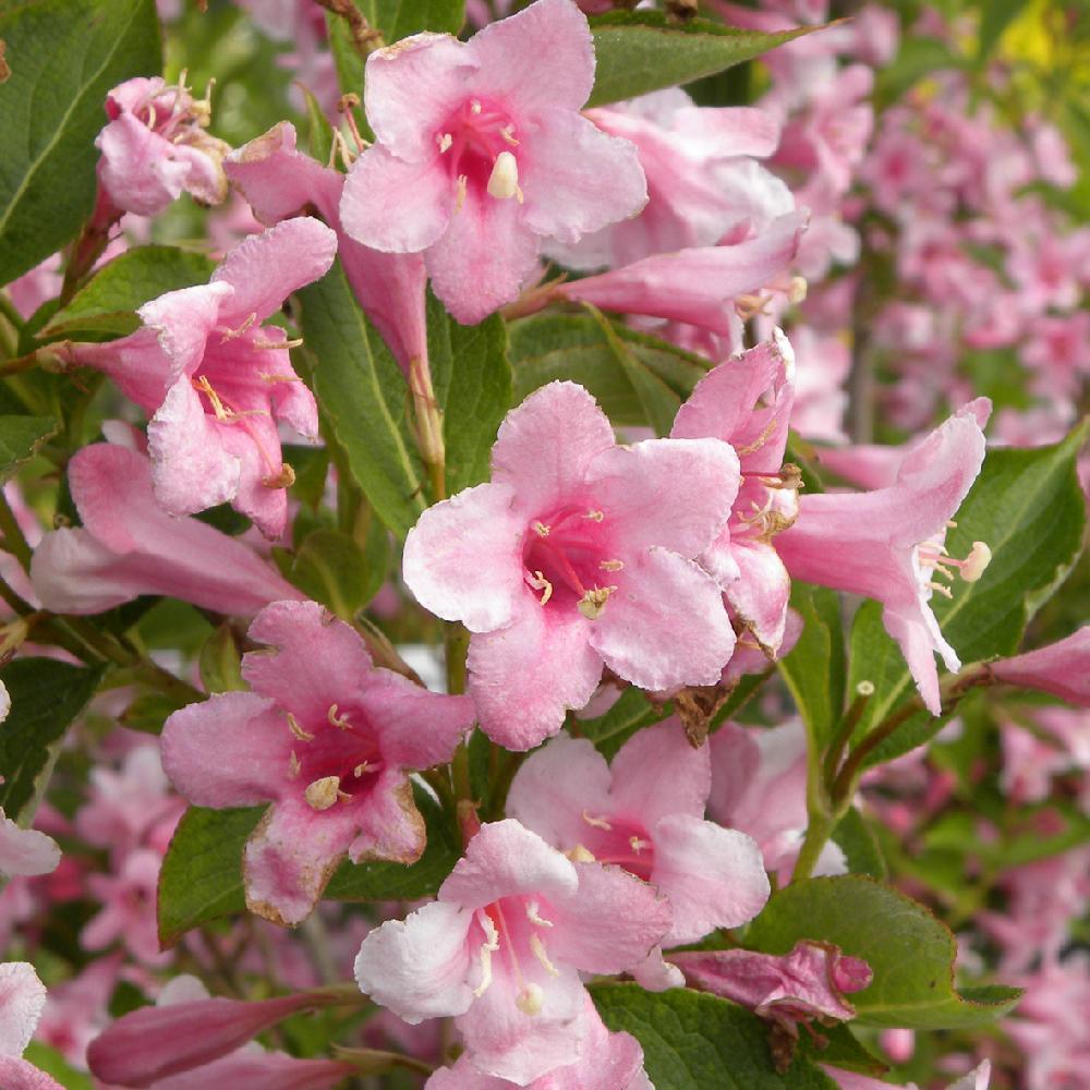 WEIGELA florida 'Pink Princess'