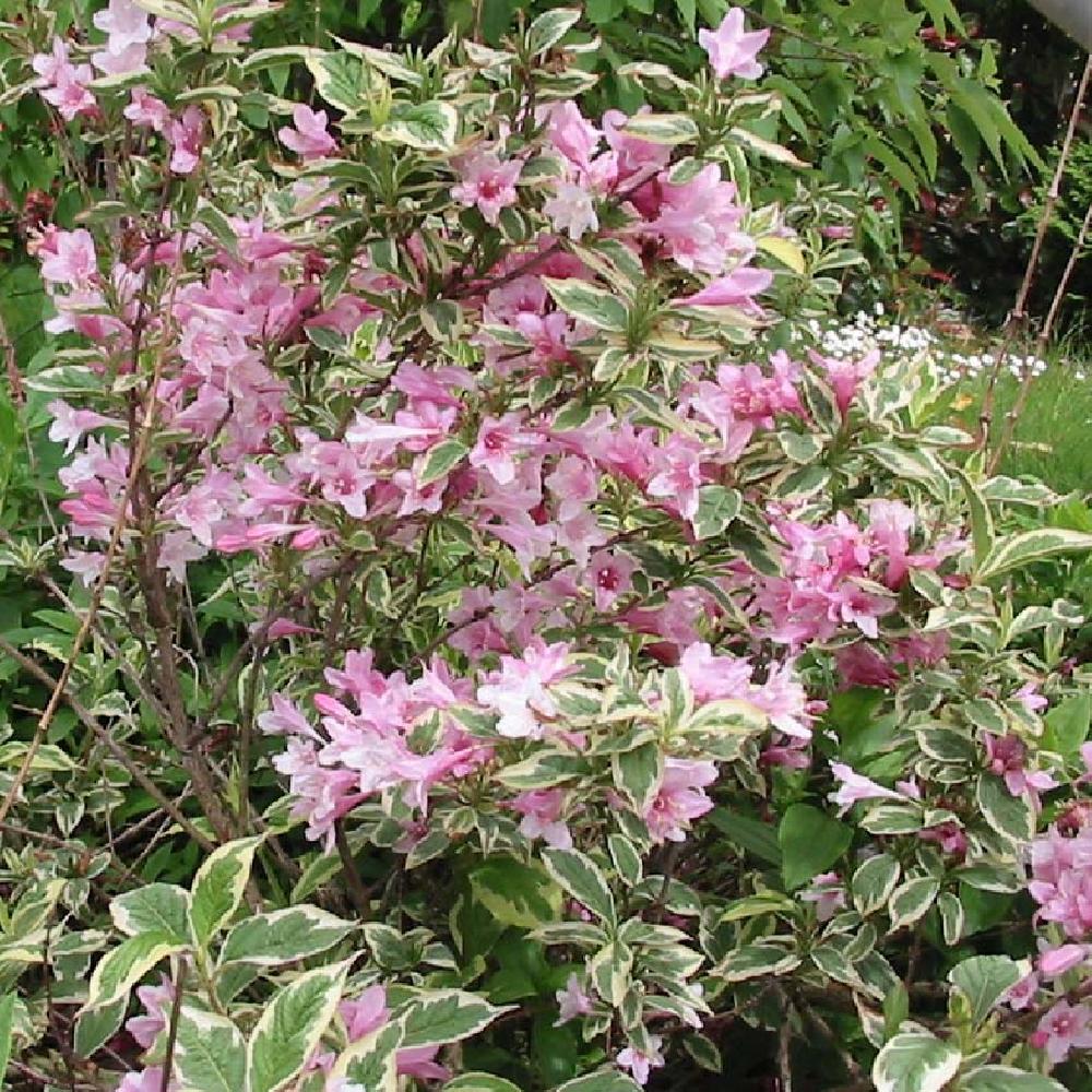 WEIGELA florida 'Variegata' Weigelia pépinières Lepage Bretagne