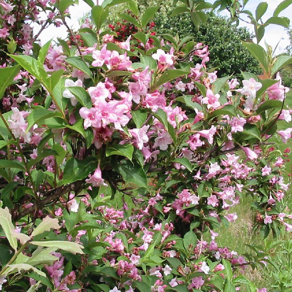 WEIGELA florida