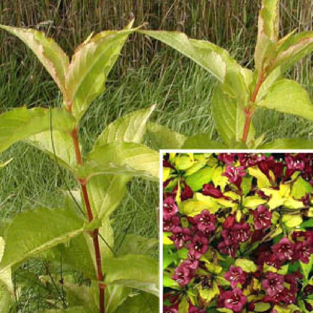 WEIGELA 'Loymansii Aurea'