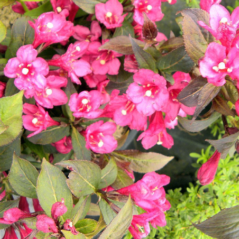 WEIGELA 'Overdam Mini'