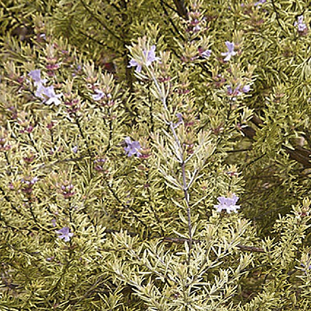 WESTRINGIA fruticosa 'Variegata'