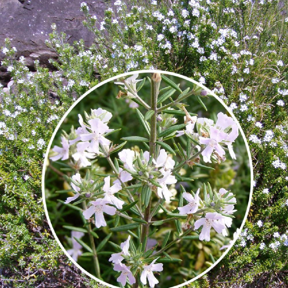 WESTRINGIA fructicosa