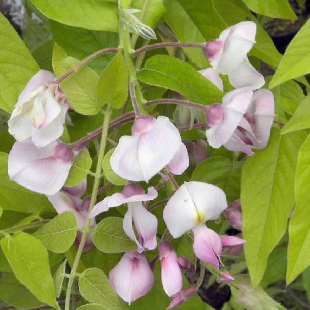 WISTERIA brachybotrys 'Showa-beni'