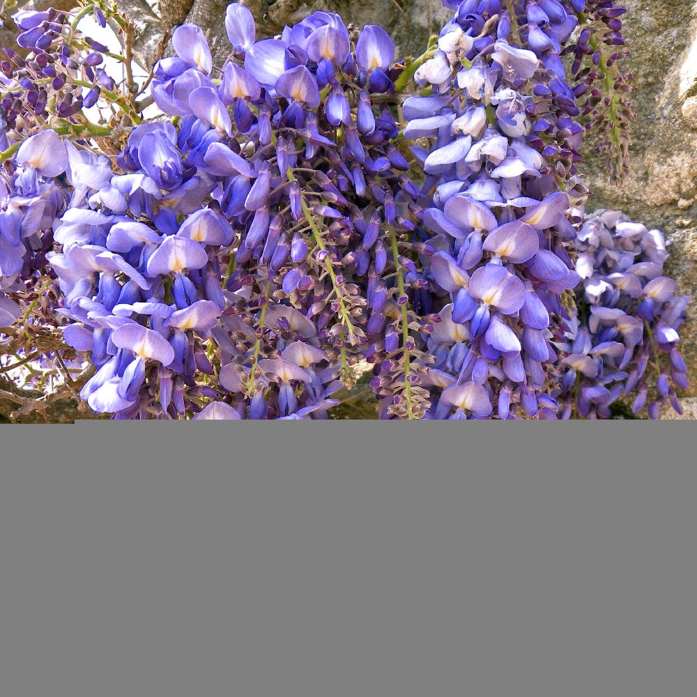 WISTERIA floribunda 'Black Dragon'