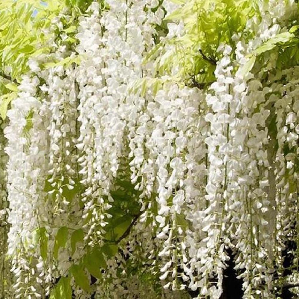 WISTERIA floribunda 'Longissima Alba'