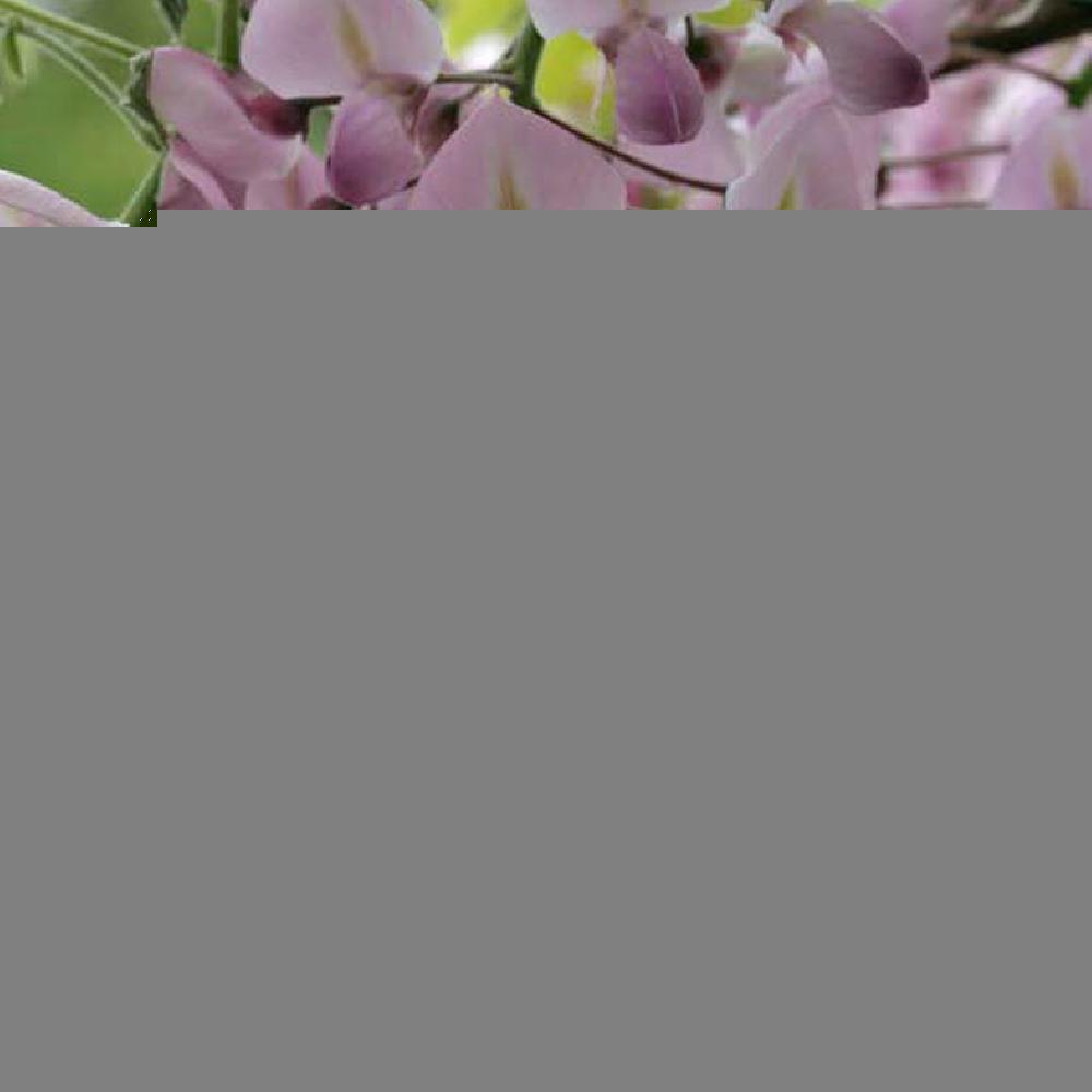 WISTERIA floribunda 'Honbeni' ('Rosea')