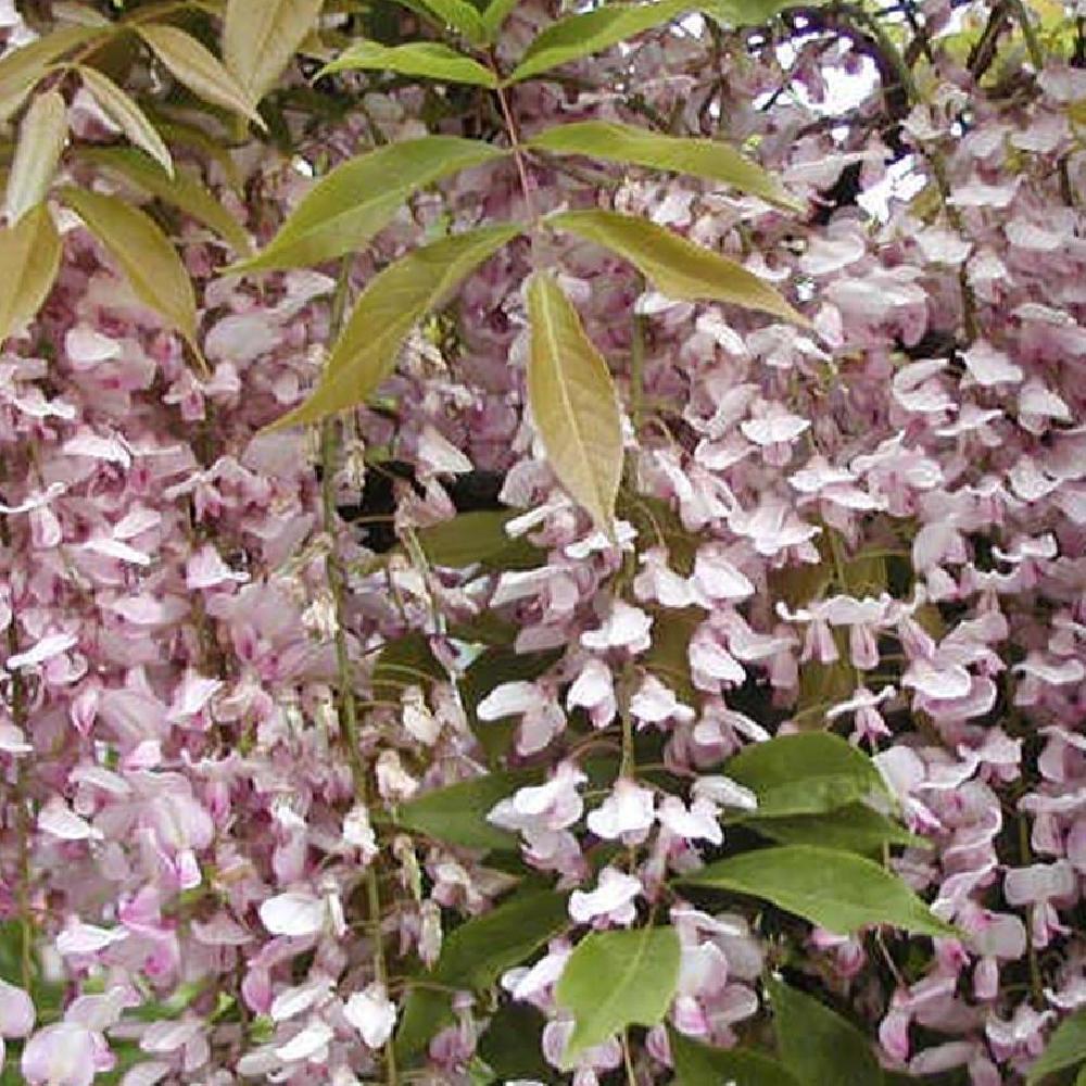 Glycine du Japon 'Violacea Plena' - Jardiland