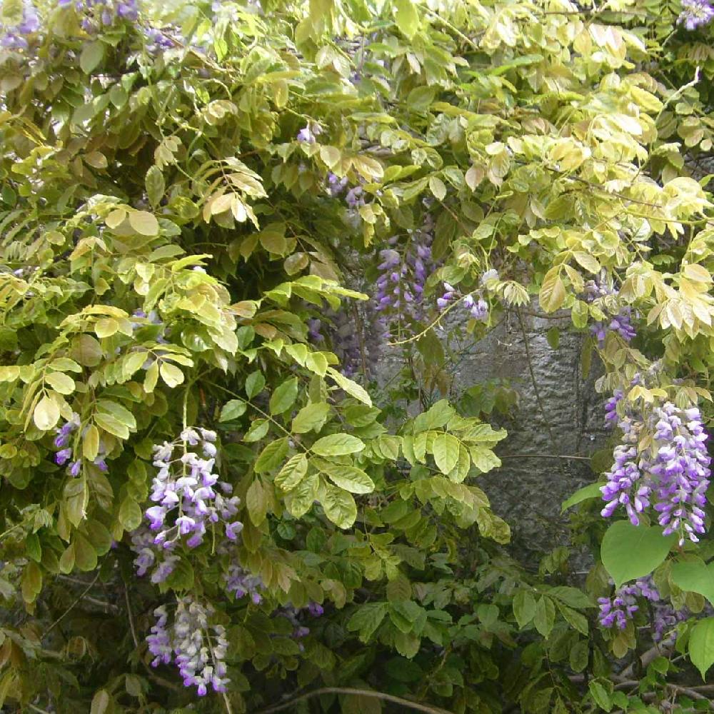 Glycine du Japon 'Violacea Plena' - Jardiland