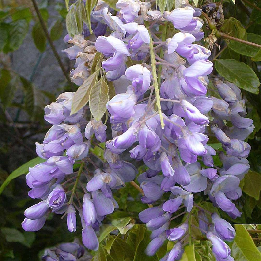 Glycine Violacea Plena, Plante Grimpante Violette
