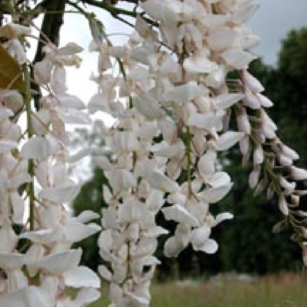 WISTERIA sinensis 'Alba'.' image 2