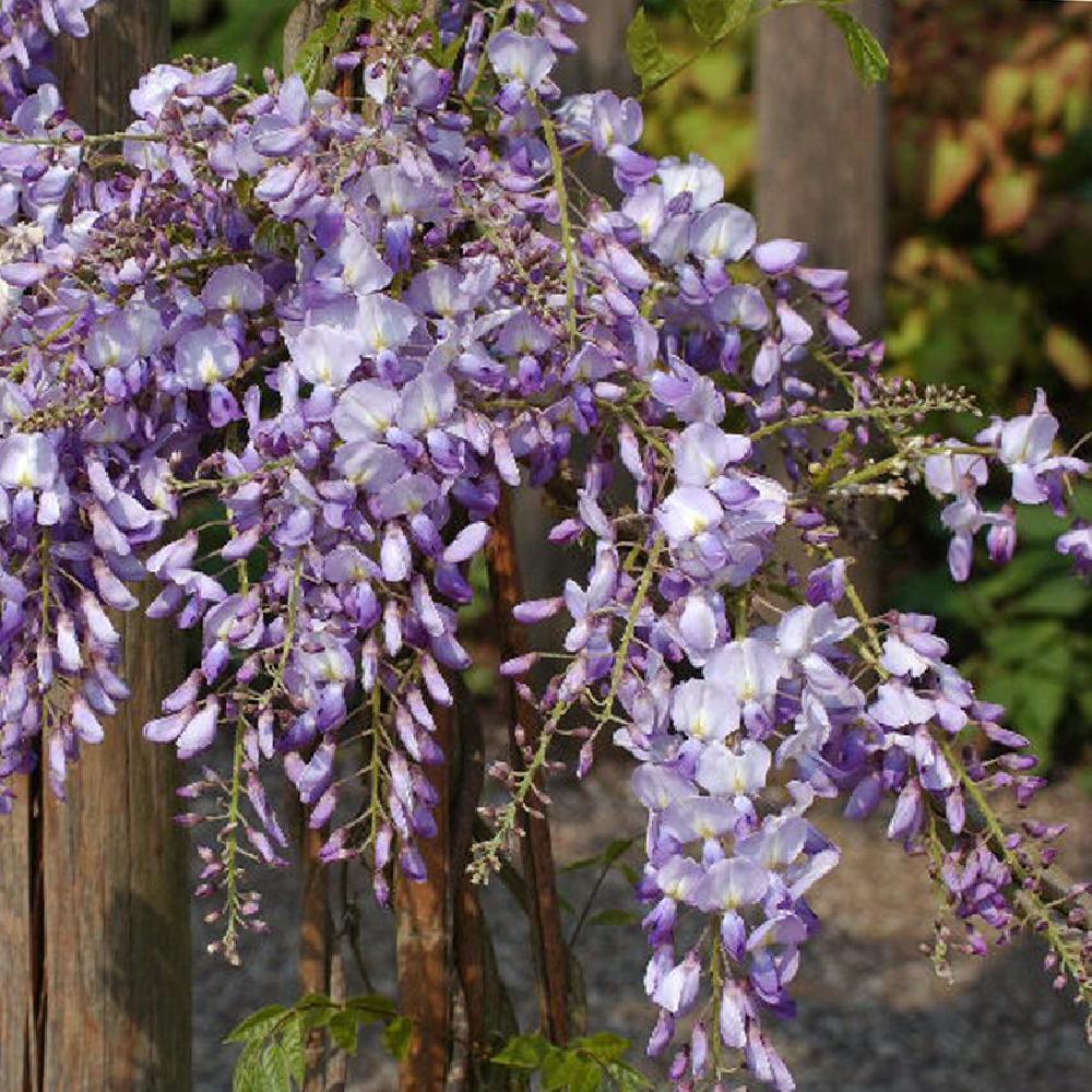 WISTERIA sinensis 'Prolific'