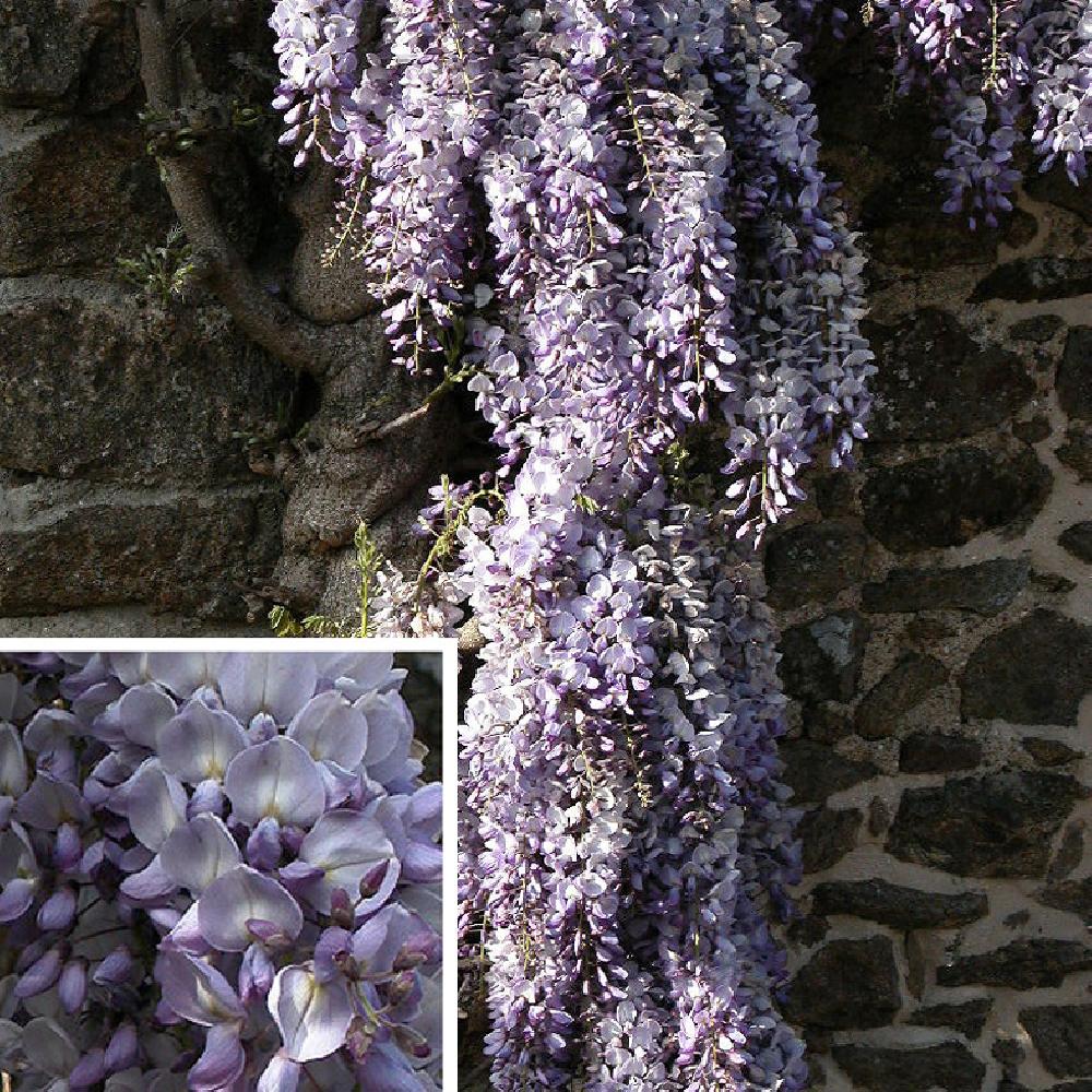 WISTERIA sinensis