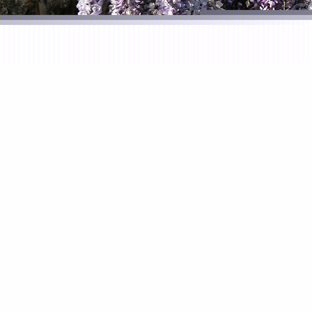 WISTERIA sinensis