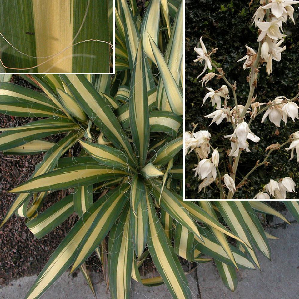 YUCCA filamentosa 'Color Guard'