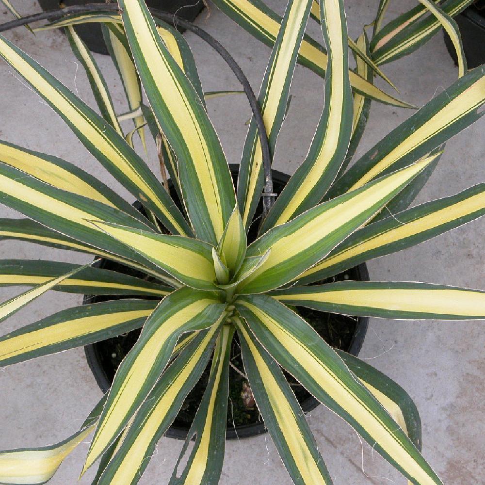 YUCCA filamentosa 'Gold Heart'