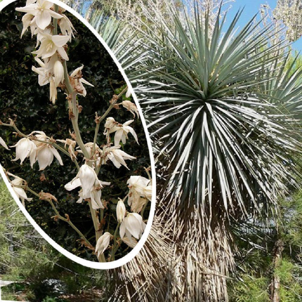 YUCCA rigida