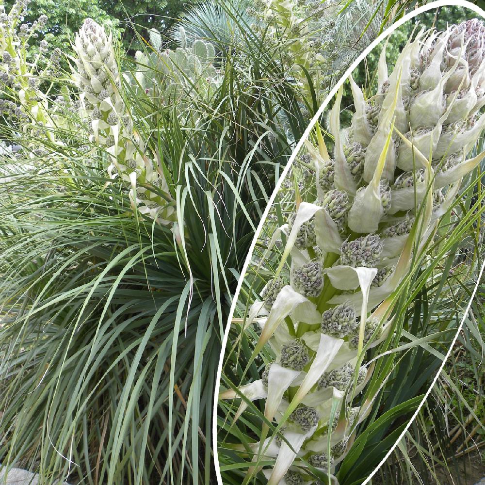 YUCCA rostrata