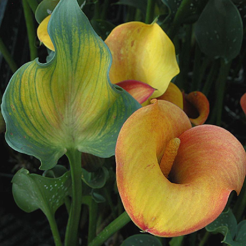 ZANTEDESCHIA 'Galaxie' orange