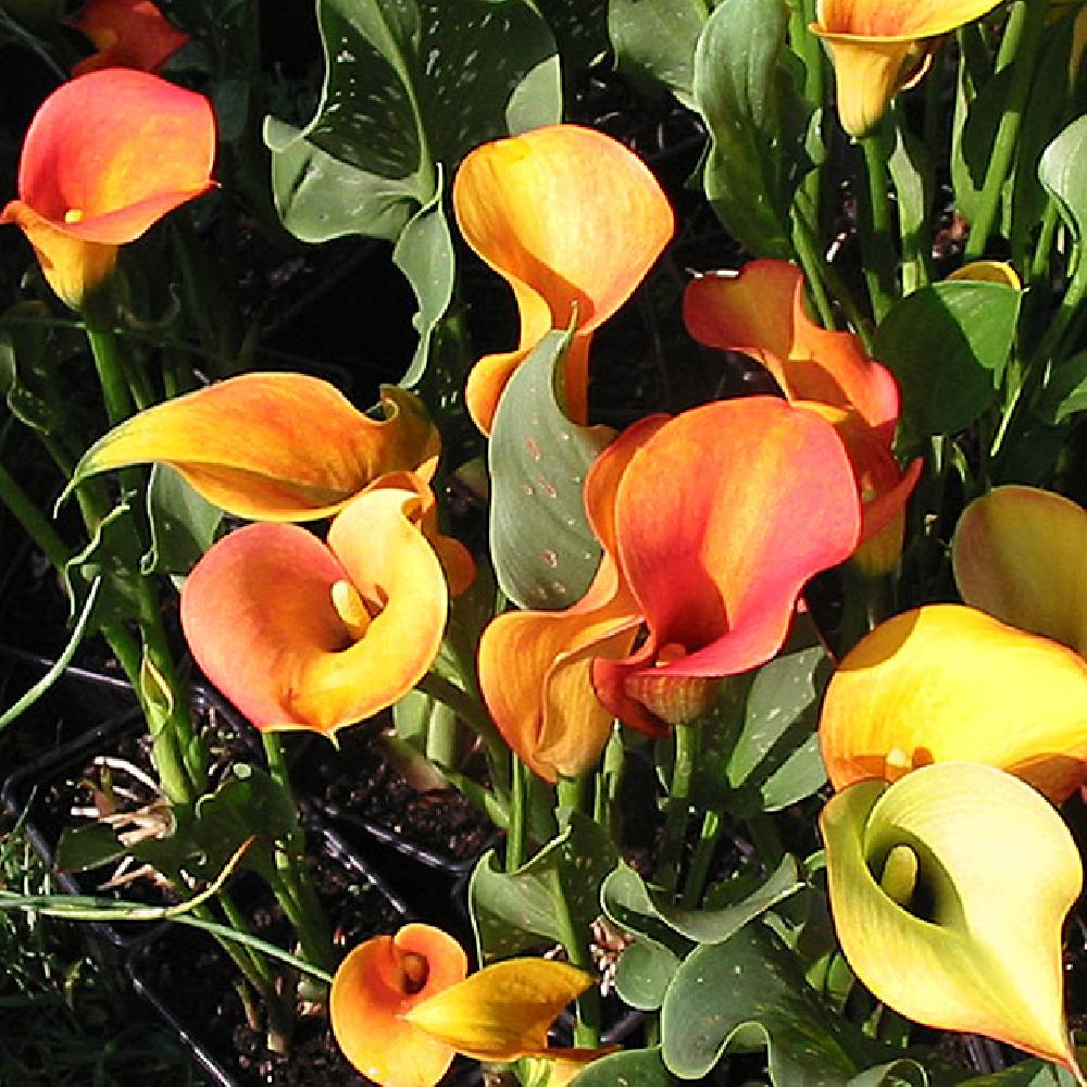 ZANTEDESCHIA 'Galaxie' rose