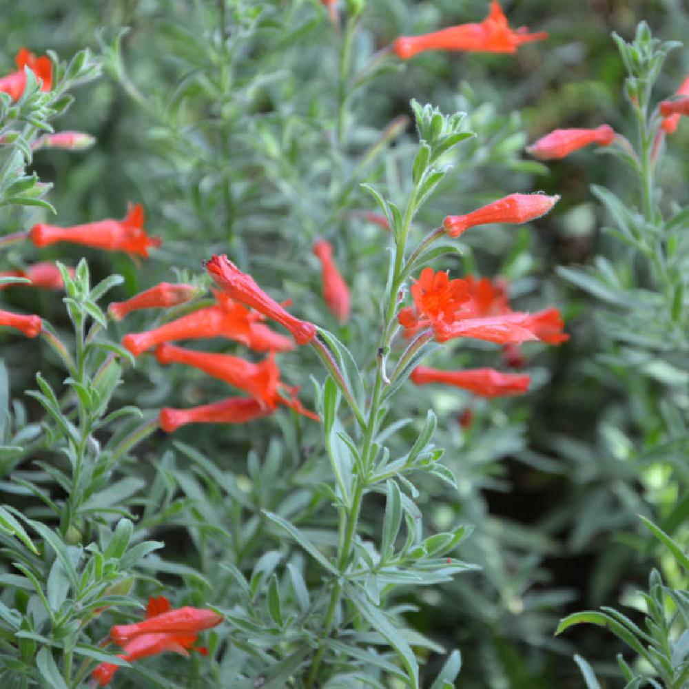 ZAUSCHNERIA californica 'Western Hills'