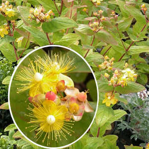 HYPERICUM x inodorum MAGICAL BEAUTY      (= 'Kolmbeau')