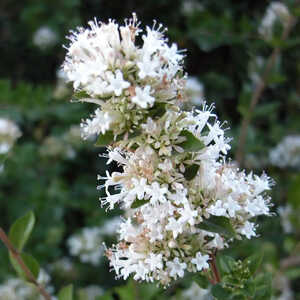 ABELIA chinensis 'Selection'