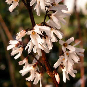 ABELIOPHYLLUM distichum