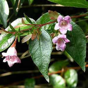 ABELIA 'Edward Goucher'