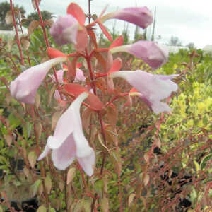 ABELIA x grandiflora 'Pinky Bells'�