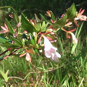 ABELIA x grandiflora 'Semperflorens'