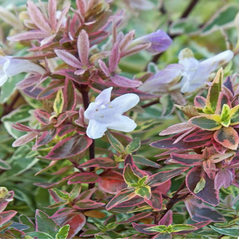 ABELIA x grandiflora 'Sparkling Silver'