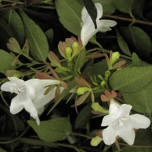 ABELIA x grandiflora