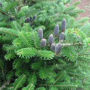 ABIES koreana