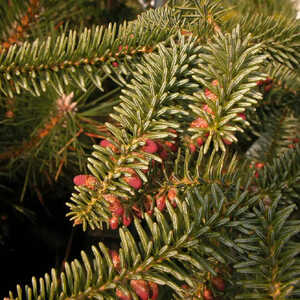 ABIES pinsapo 'Glauca'