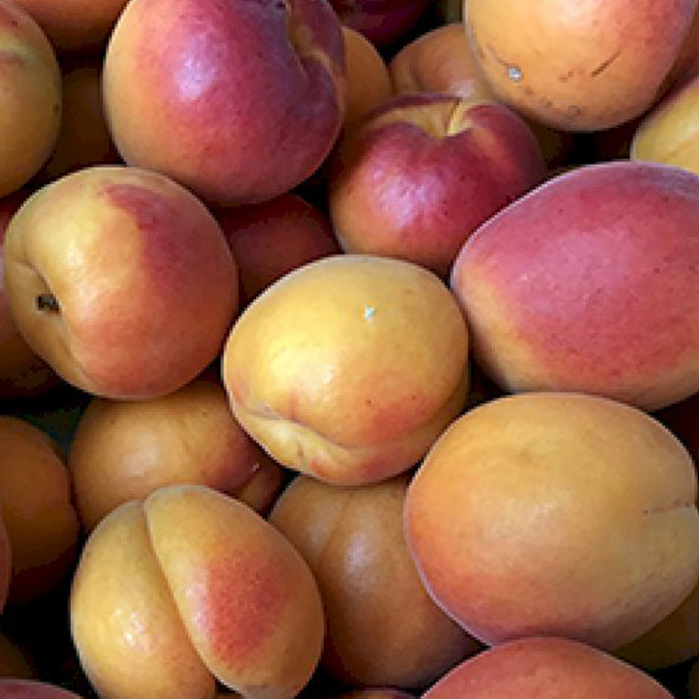 PRUNUS armeniaca 'Bergarouge Avinine'Â®