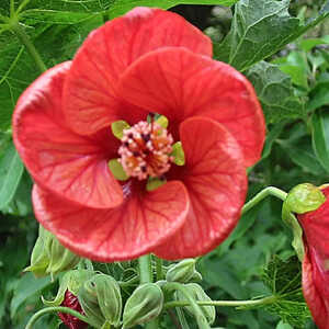 ABUTILON 'Ashford Red'