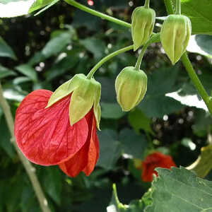 ABUTILON 'Ashford Red'