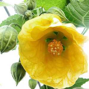 ABUTILON 'Canary Bird'